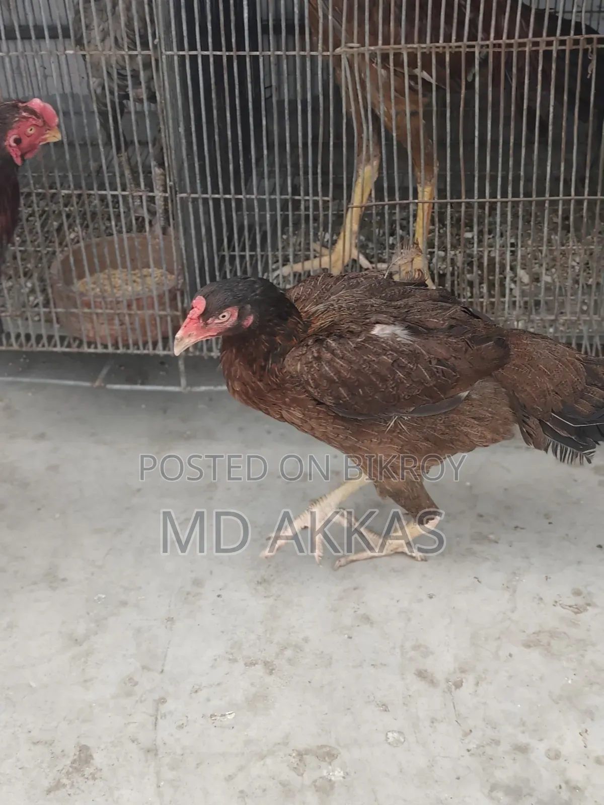 Aseel Murgi