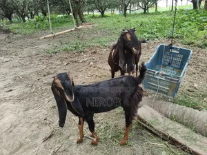 হরিয়ানা জাতের ছাগল মা বাচ্চা