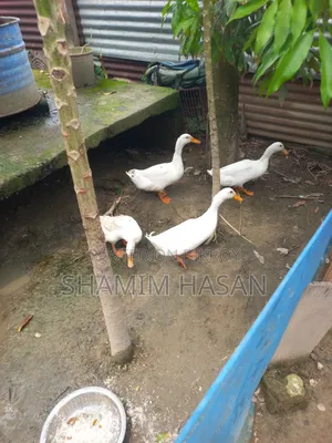 বেইজিং হাস