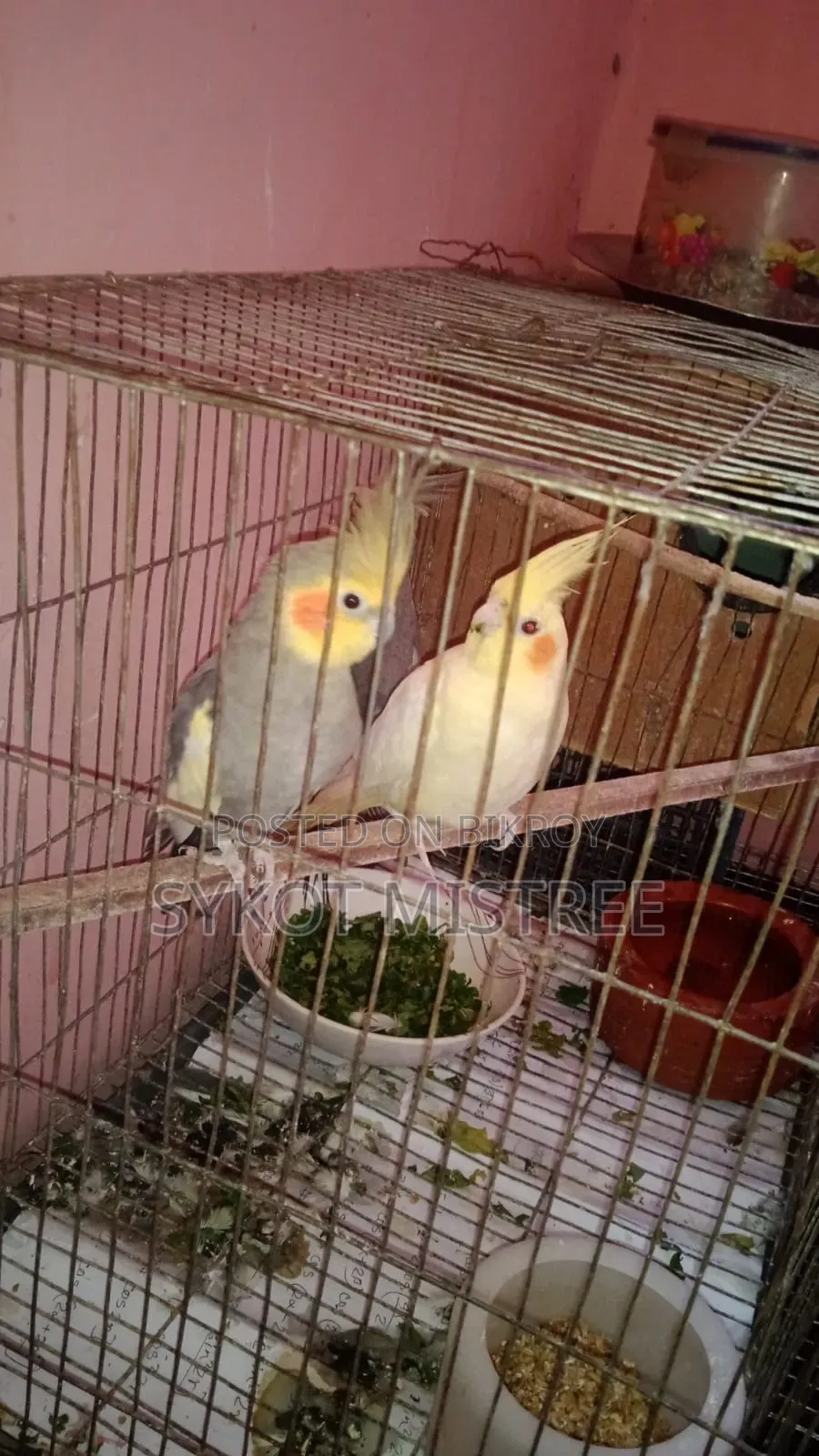 ১ জোড়া এবং ১টি সিঙ্গেল ককটেল বিক্রি হবে