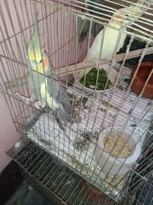১ জোড়া এবং ১টি সিঙ্গেল ককটেল বিক্রি হবে