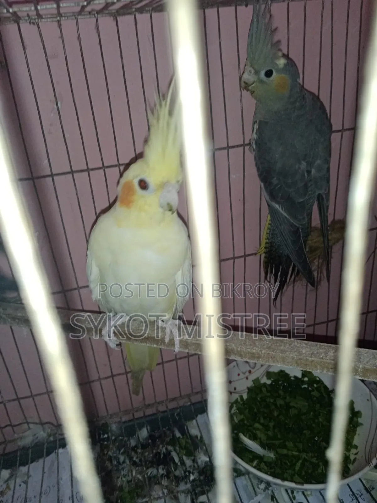 ১ জোড়া এবং ১টি সিঙ্গেল ককটেল বিক্রি হবে