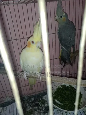 ১ জোড়া এবং ১টি সিঙ্গেল ককটেল বিক্রি হবে