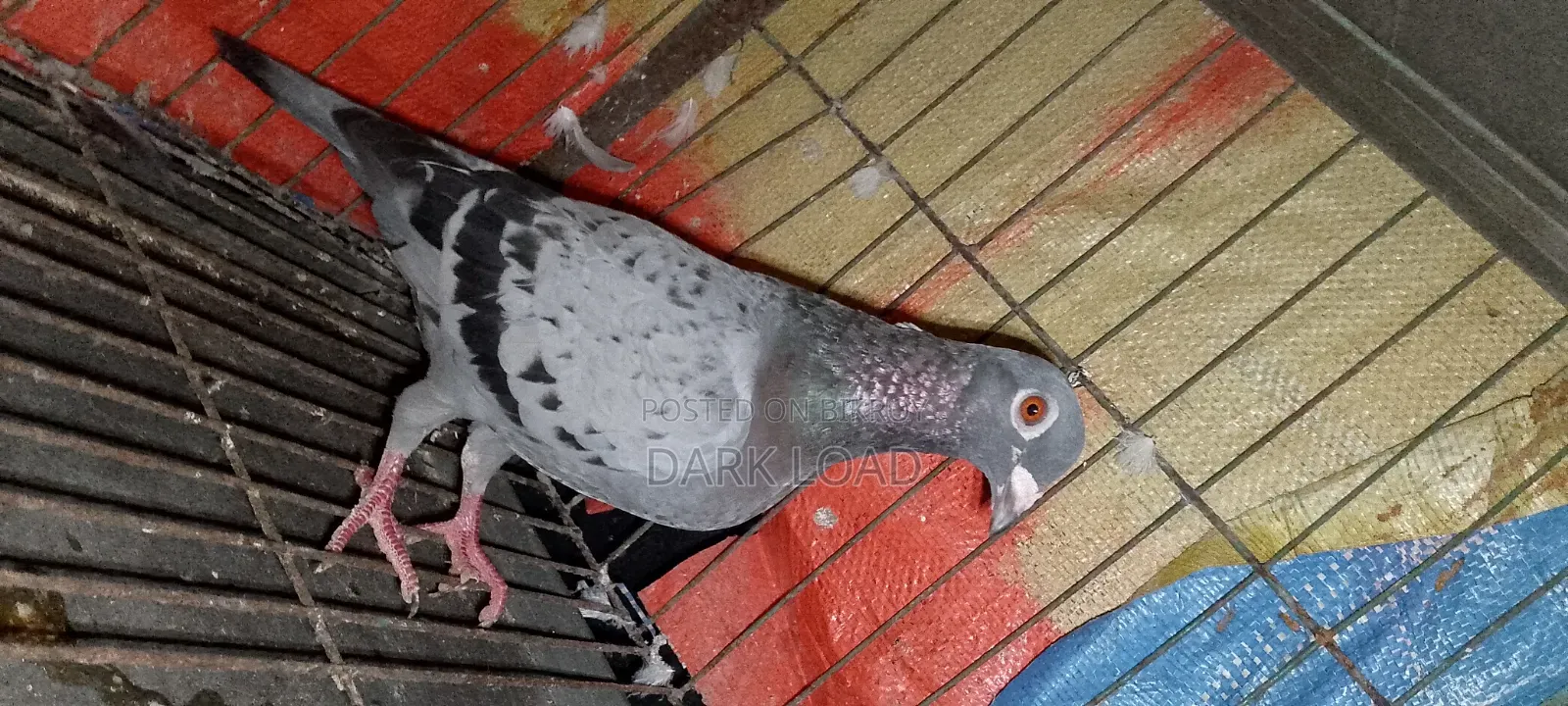 Racer Pigeon