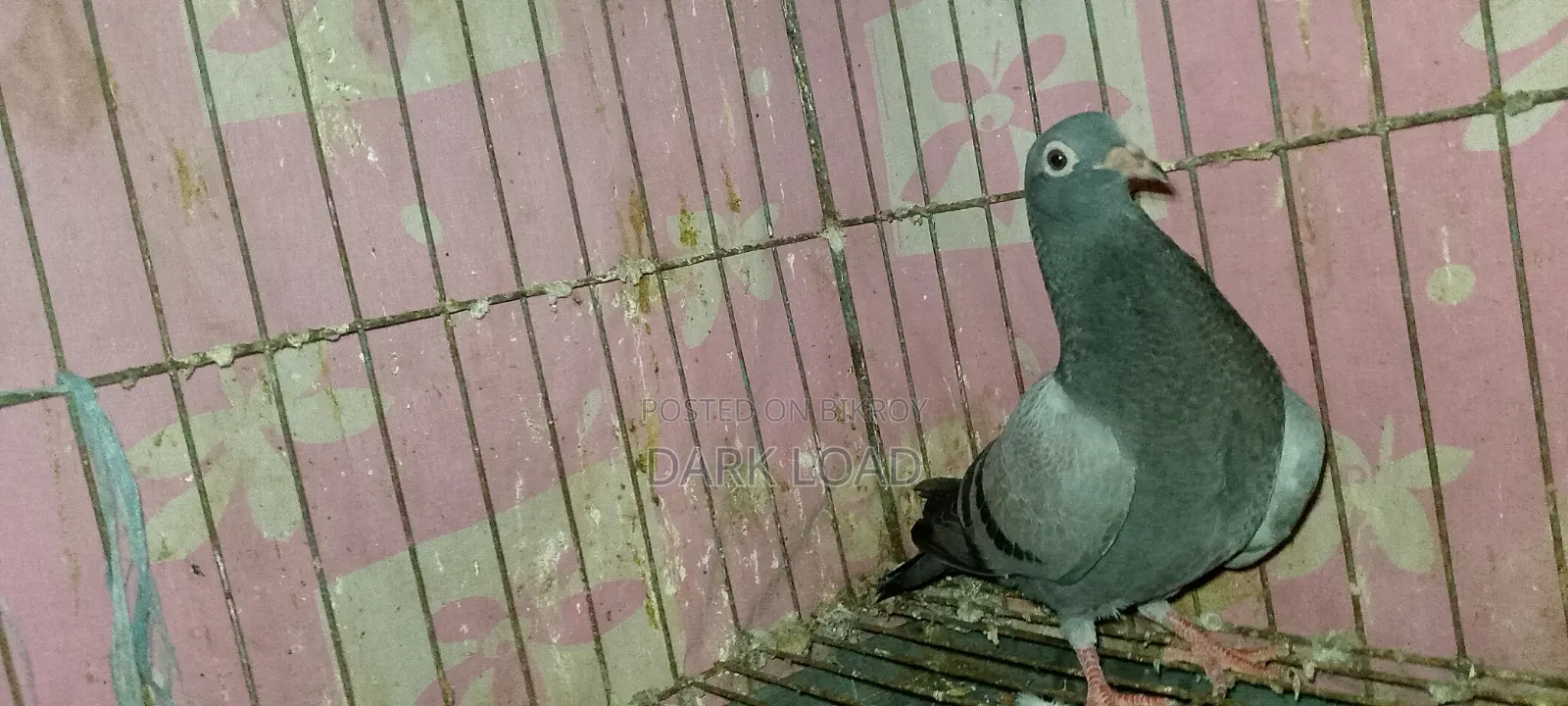 Racer Pigeon