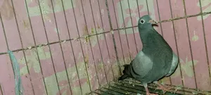 Racer Pigeon