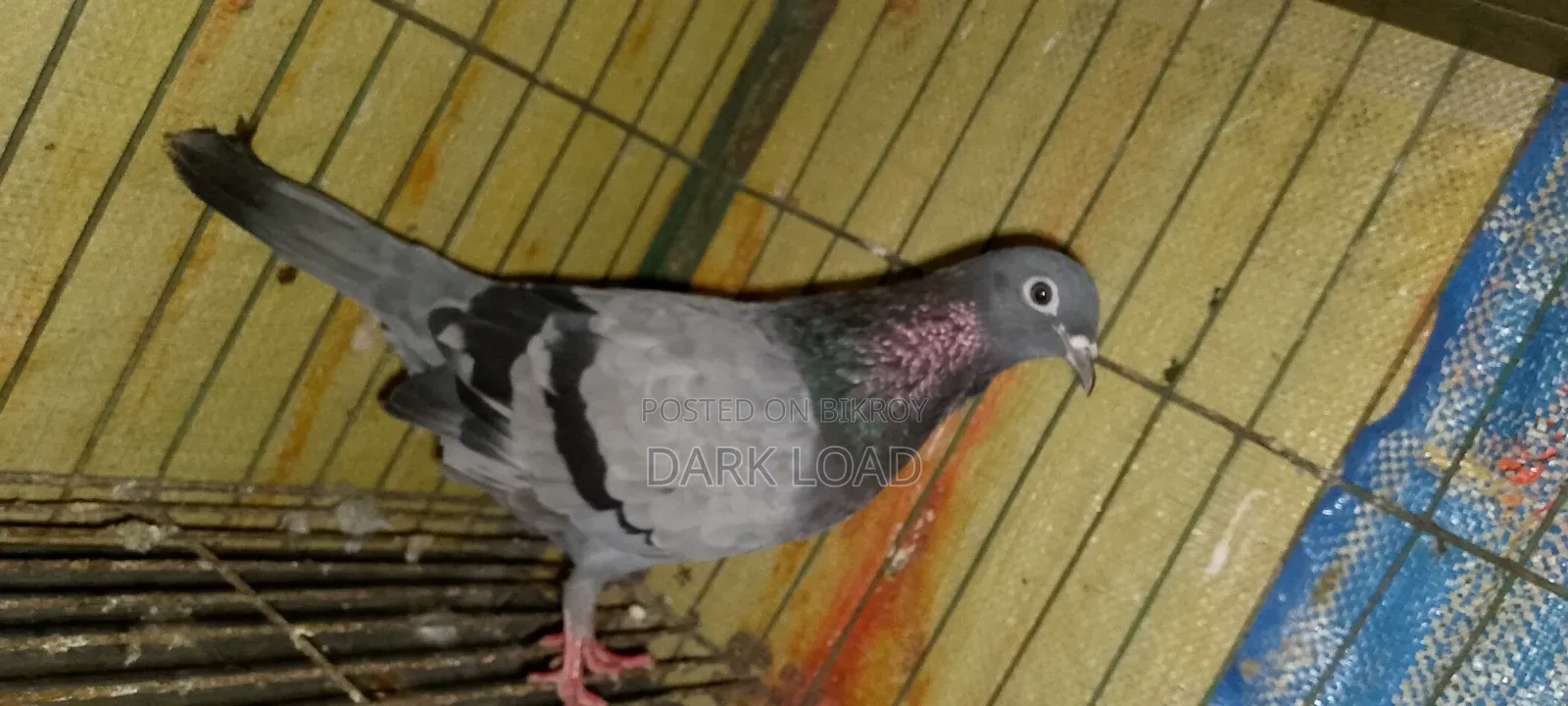 Racer Pigeon
