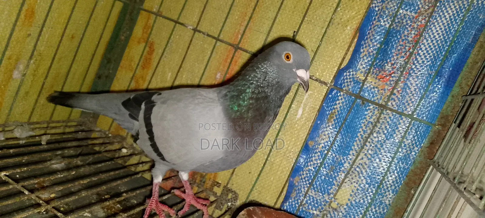 Racer Pigeon