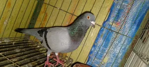 Racer Pigeon