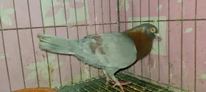 Racer Pigeon