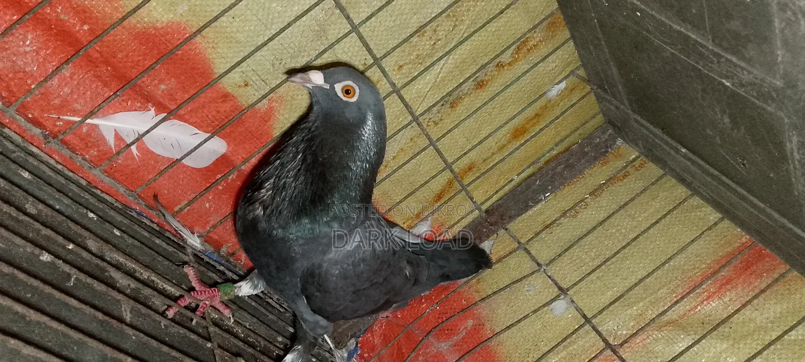 Racer Pigeon