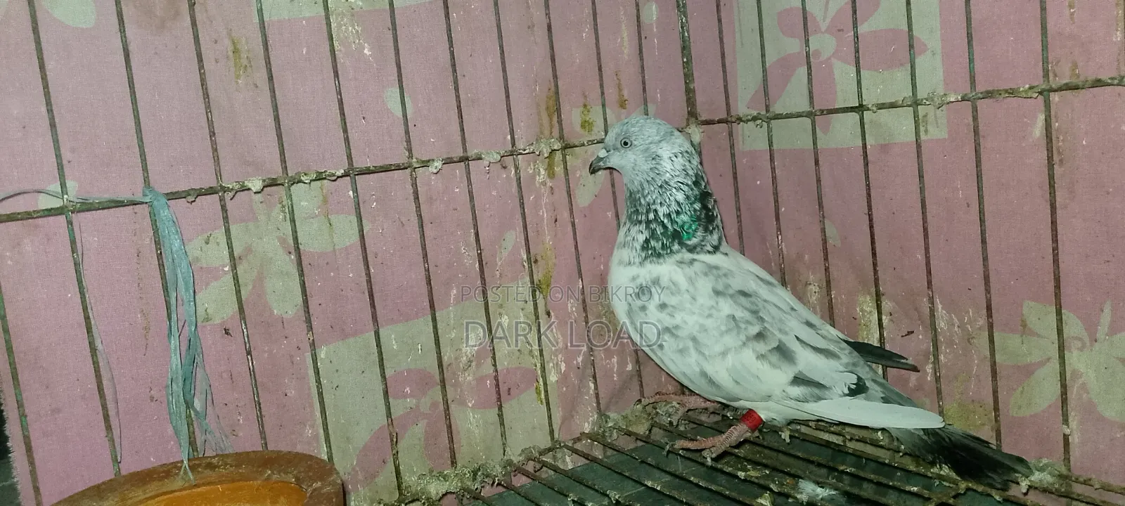 Racer Pigeon