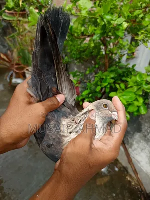 Golden Pigeon