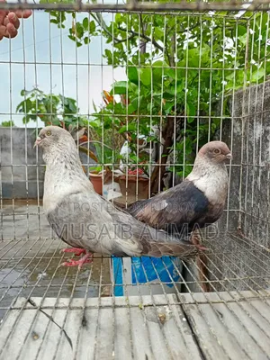 Golden Pigeon