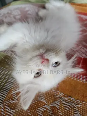 ১-৩ মাস বয়সী মেল পিওরব্রেড পার্সিয়ান