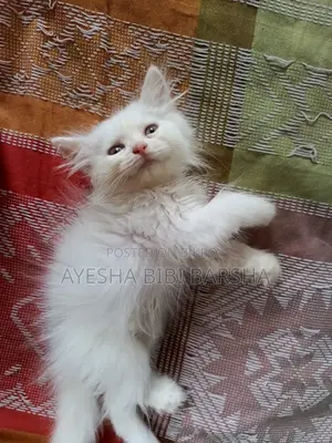 ১-৩ মাস বয়সী মেল পিওরব্রেড পার্সিয়ান