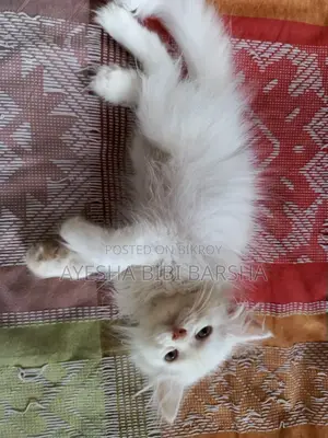 ১-৩ মাস বয়সী মেল পিওরব্রেড পার্সিয়ান