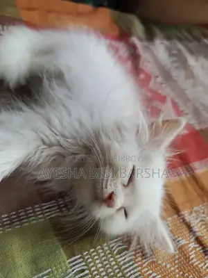 ১-৩ মাস বয়সী মেল পিওরব্রেড পার্সিয়ান