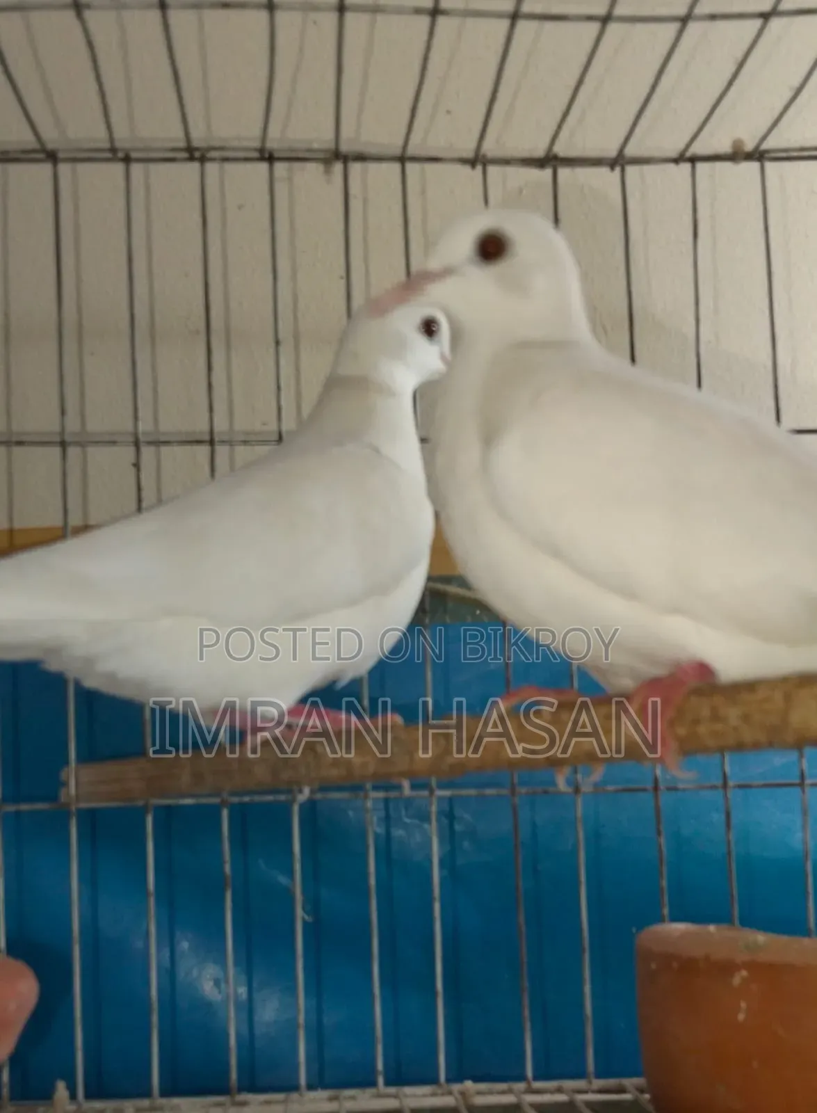 Budgerigar Australian Dove for Sale