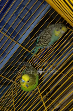 Budgerigar Australian Dove for Sale