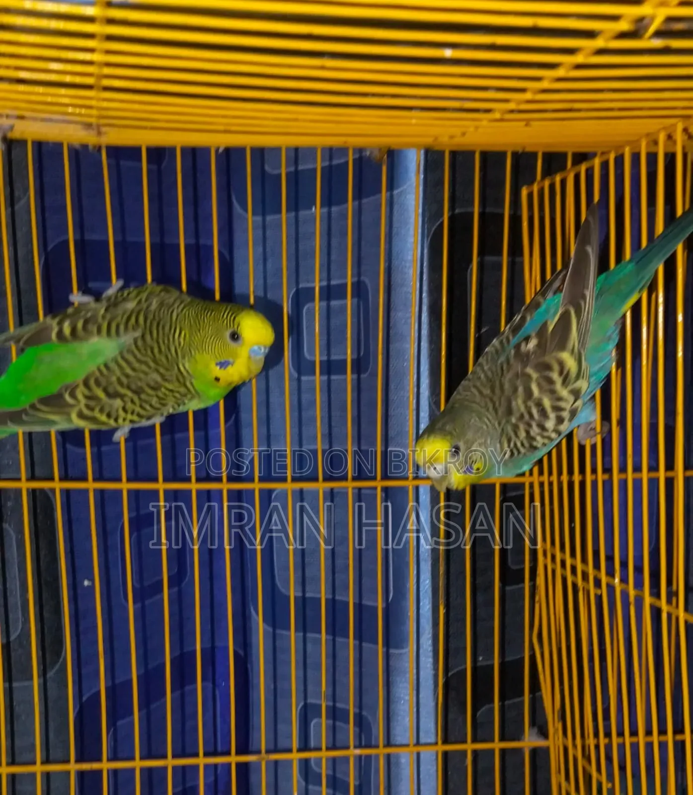 Budgerigar Australian Dove for Sale