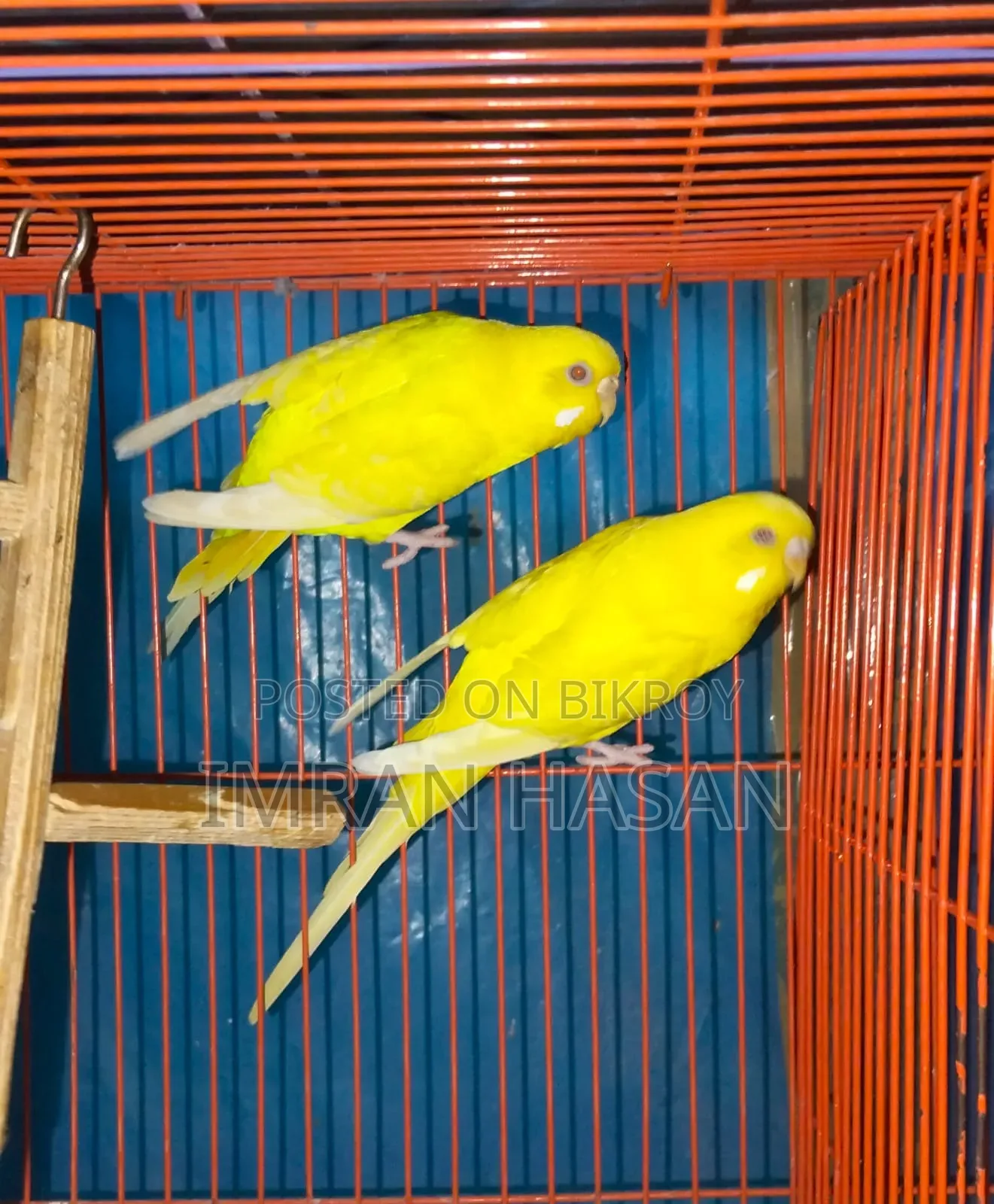 Budgerigar Australian Dove for Sale