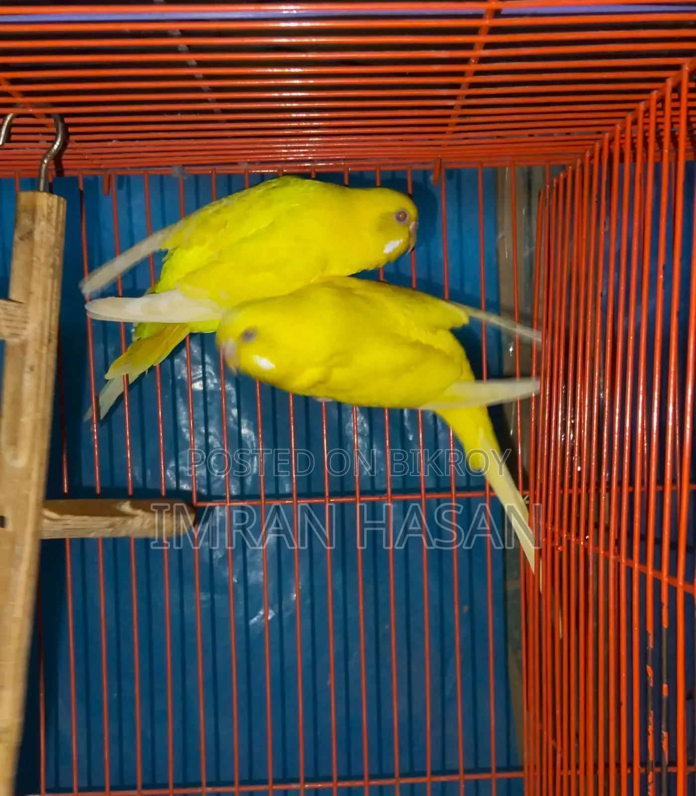Budgerigar Australian Dove for Sale