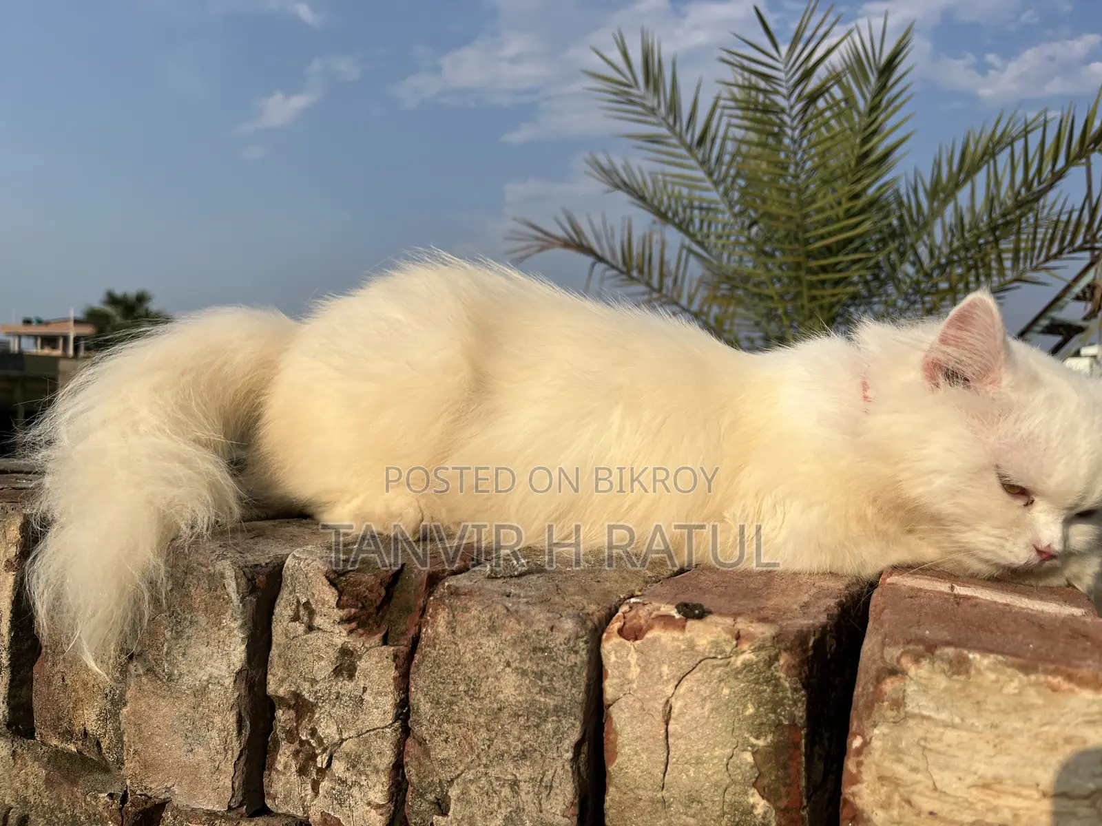 6-12 Months Male Purebred Persian