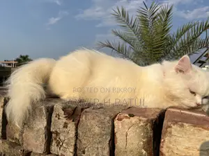 6-12 Months Male Purebred Persian