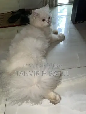 6-12 Months Male Purebred Persian