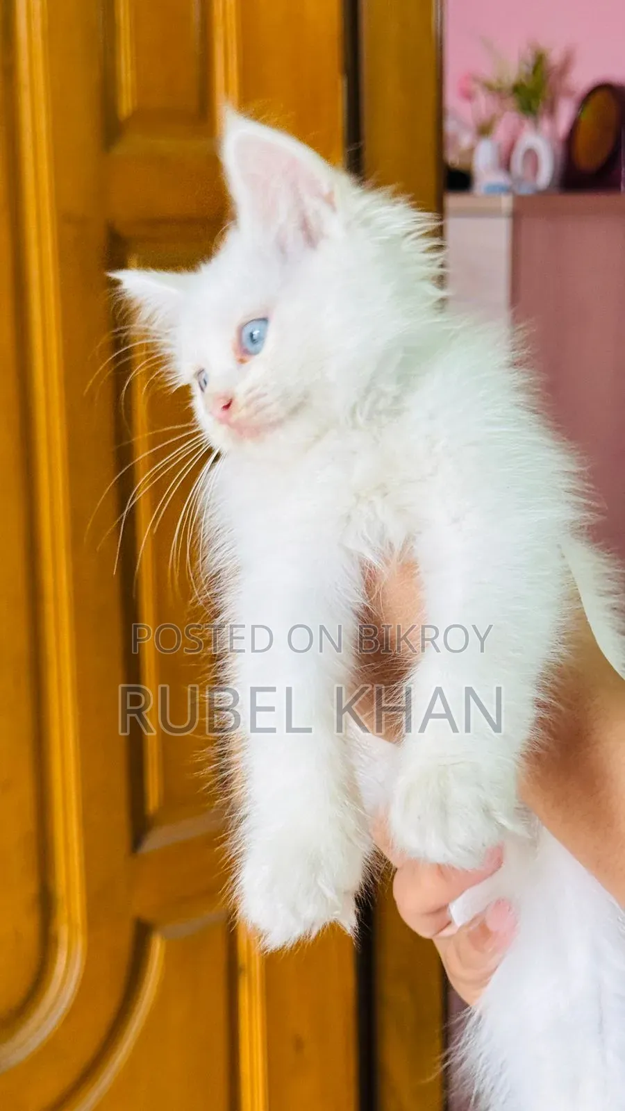 1-3 Months Female Purebred Persian