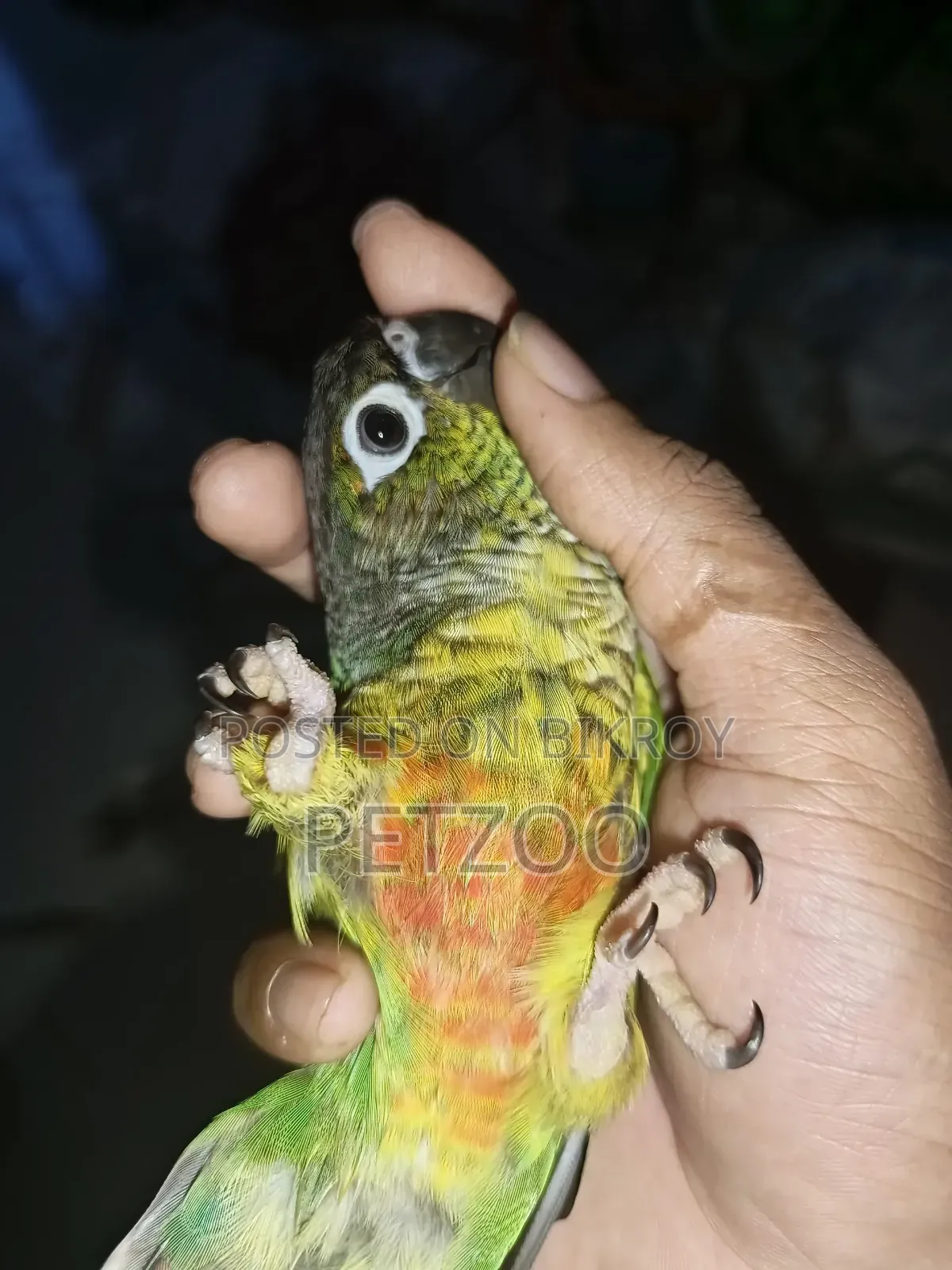 Tamed Bird Best Pet Companion for Life