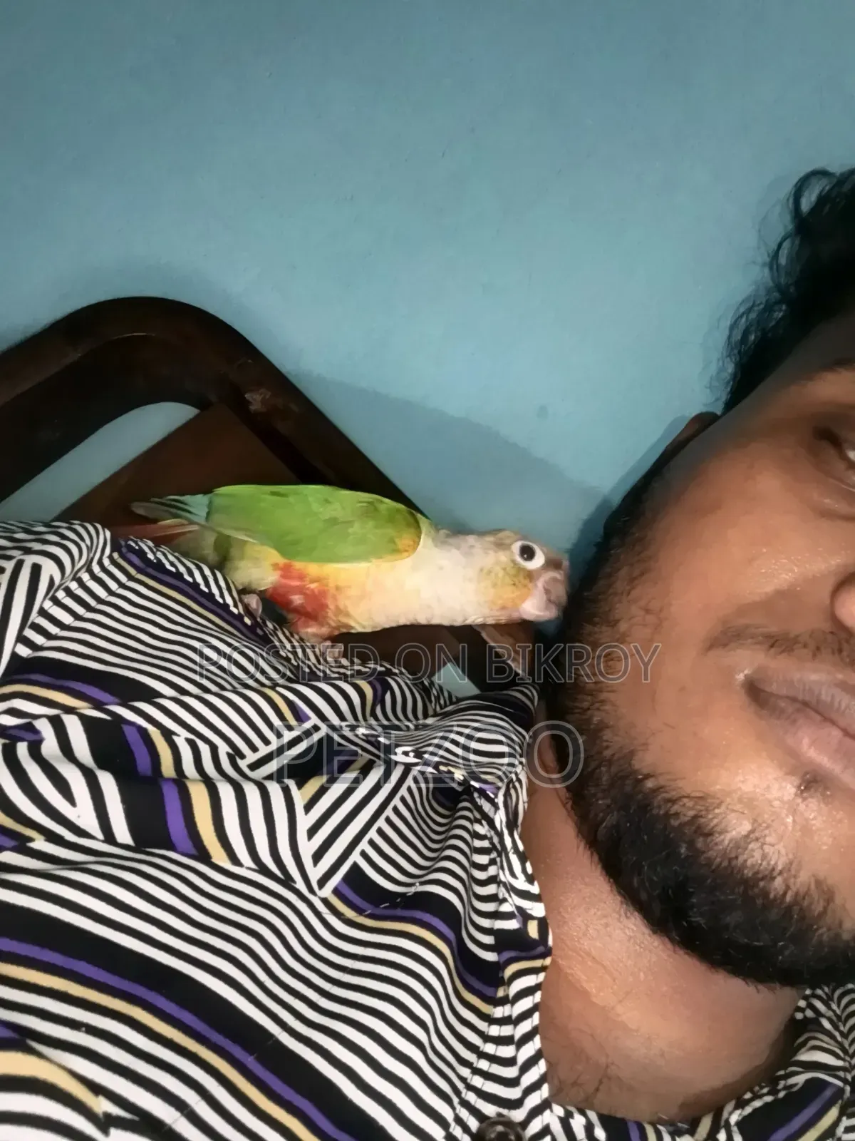 Tamed Bird Best Pet Companion for Life
