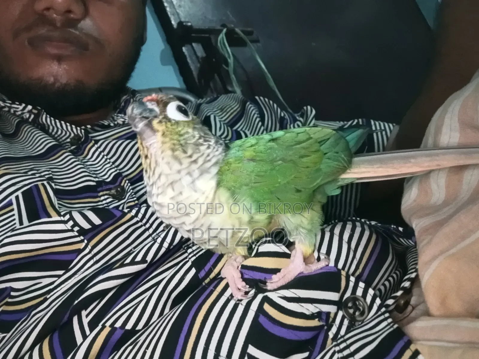 Tamed Bird Best Pet Companion for Life