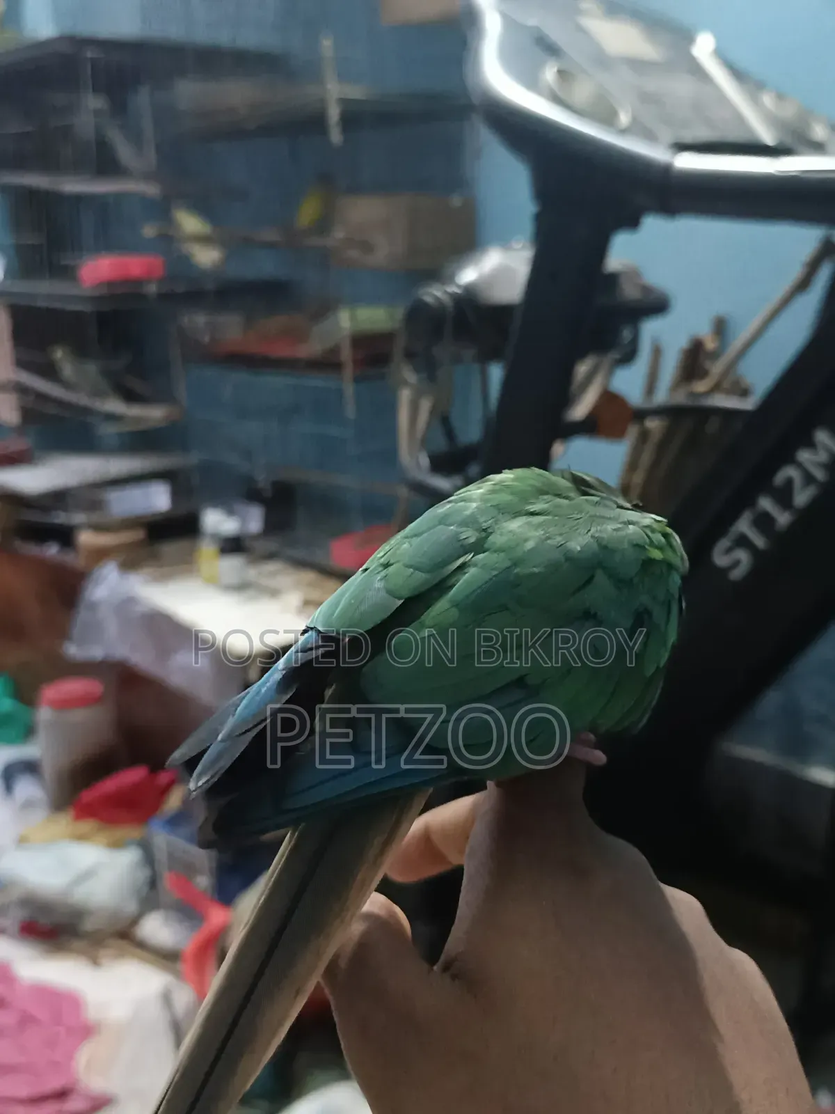 Tamed Bird Best Pet Companion for Life