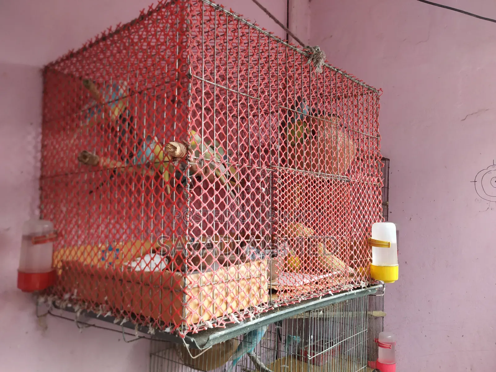 Budgerigar birds 24 pieces