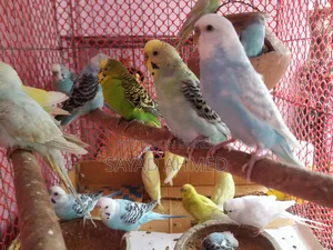Budgerigar birds 24 pieces