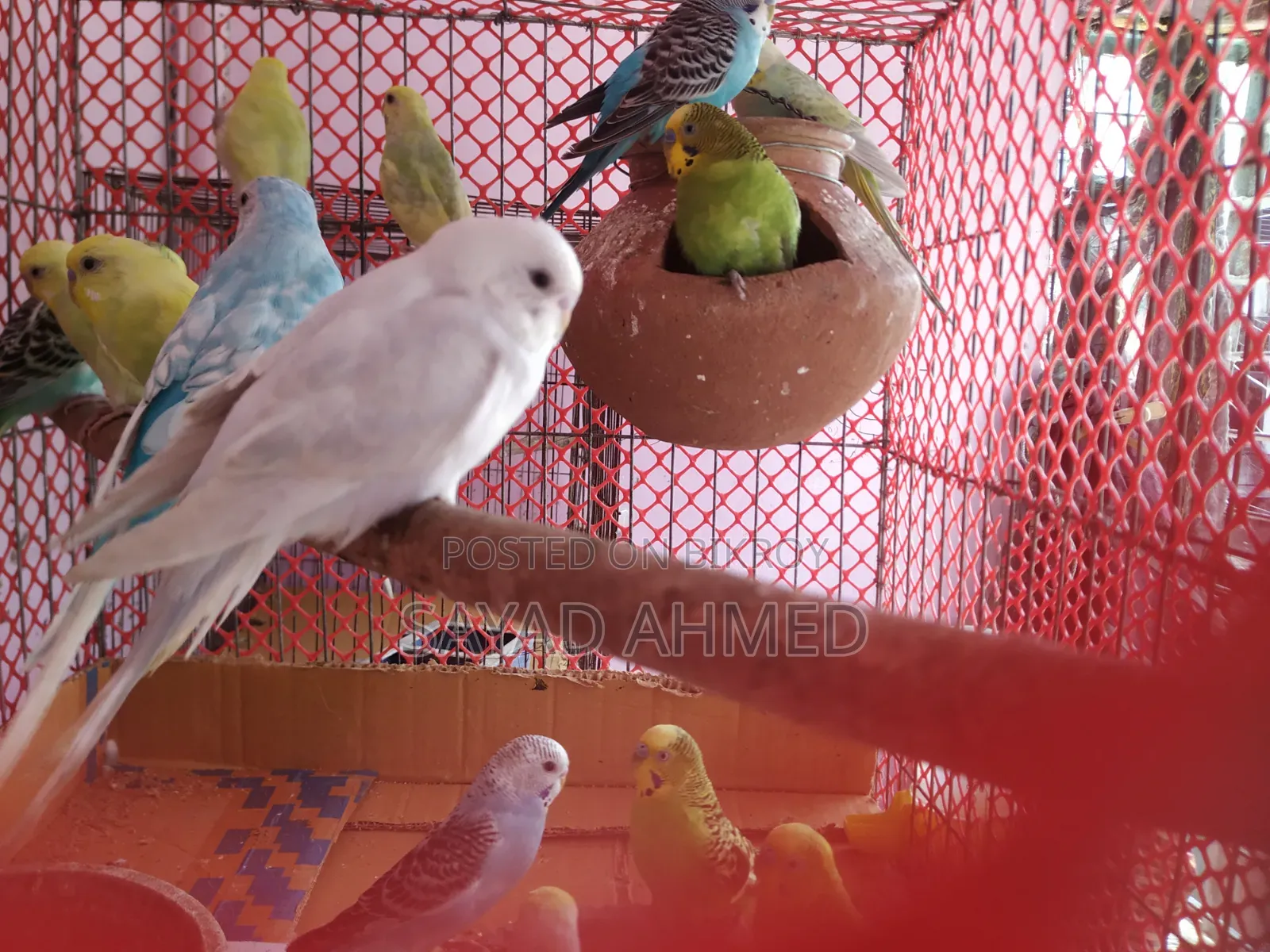 Budgerigar birds 24 pieces