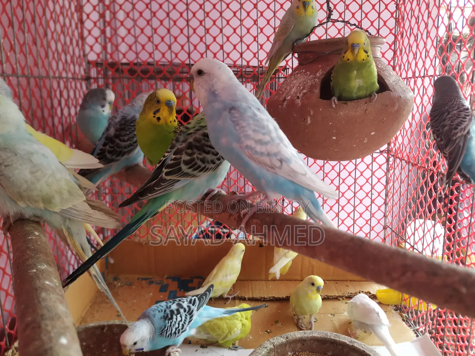 Budgerigar birds 24 pieces