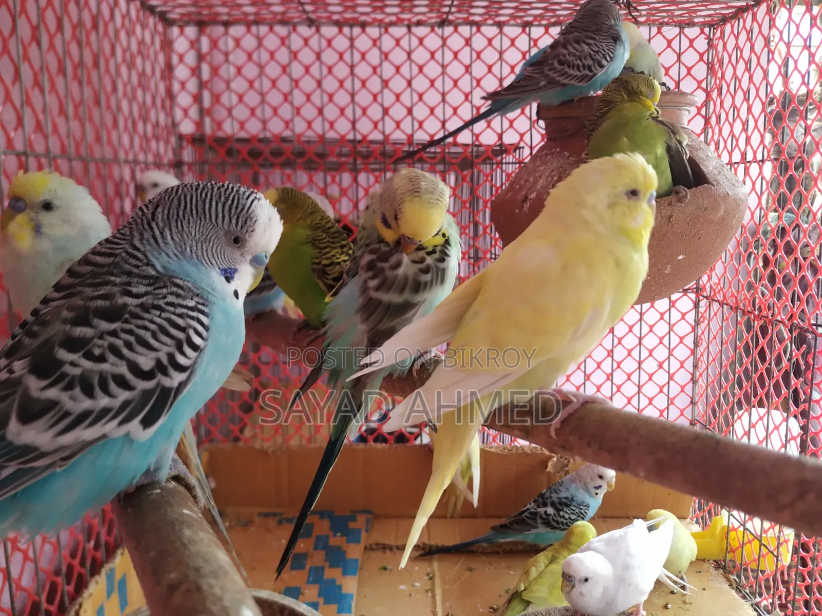 Budgerigar birds 24 pieces