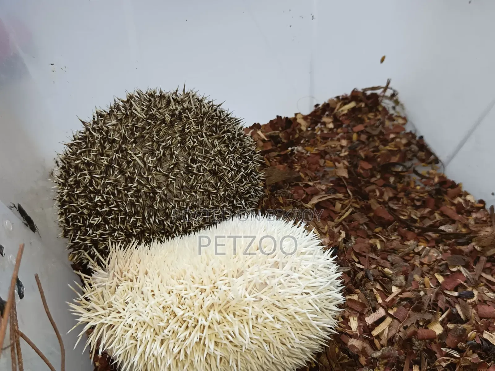 Healthy Adult Hedgehog Hamsters Pair Available