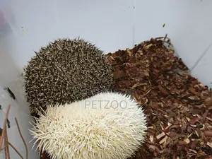 Healthy Adult Hedgehog Hamsters Pair Available