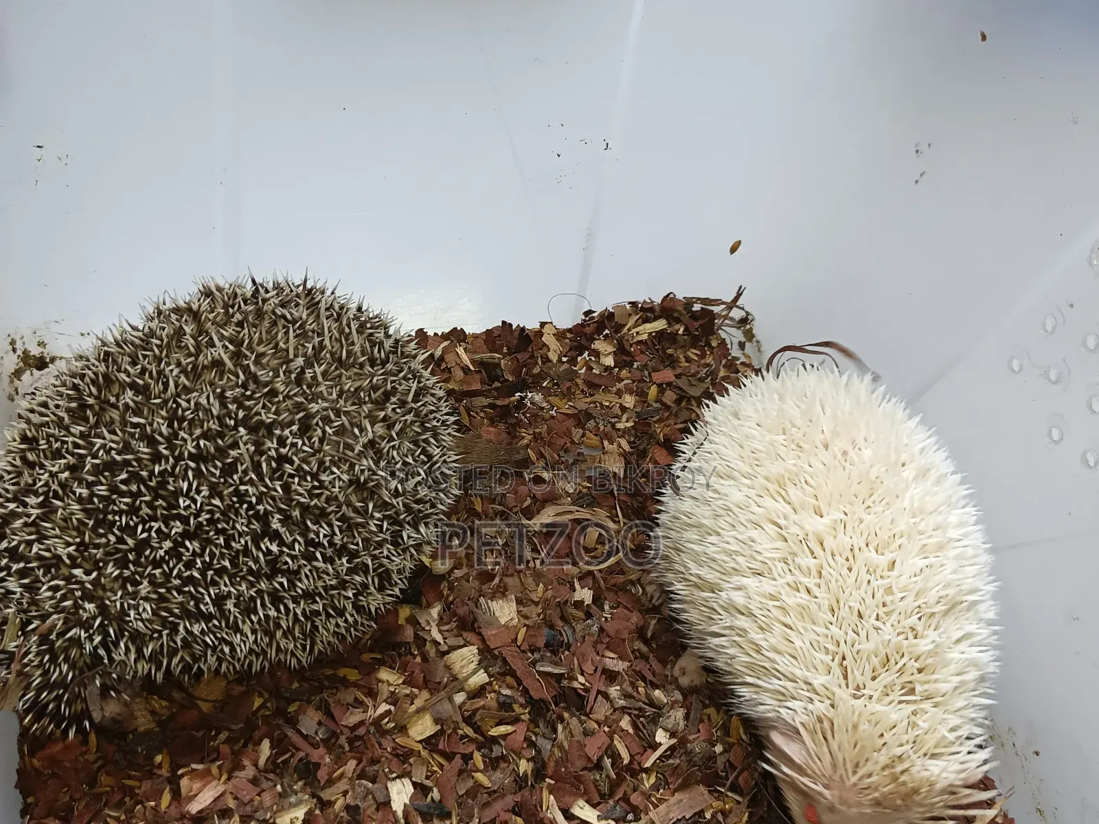 Healthy Adult Hedgehog Hamsters Pair Available