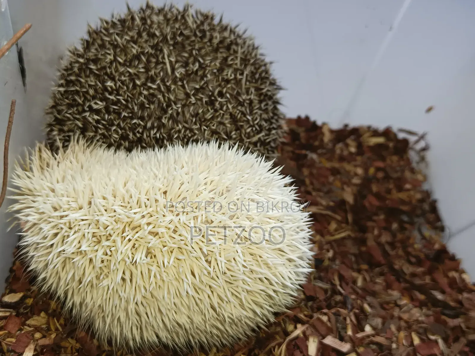 Healthy Adult Hedgehog Hamsters Pair Available
