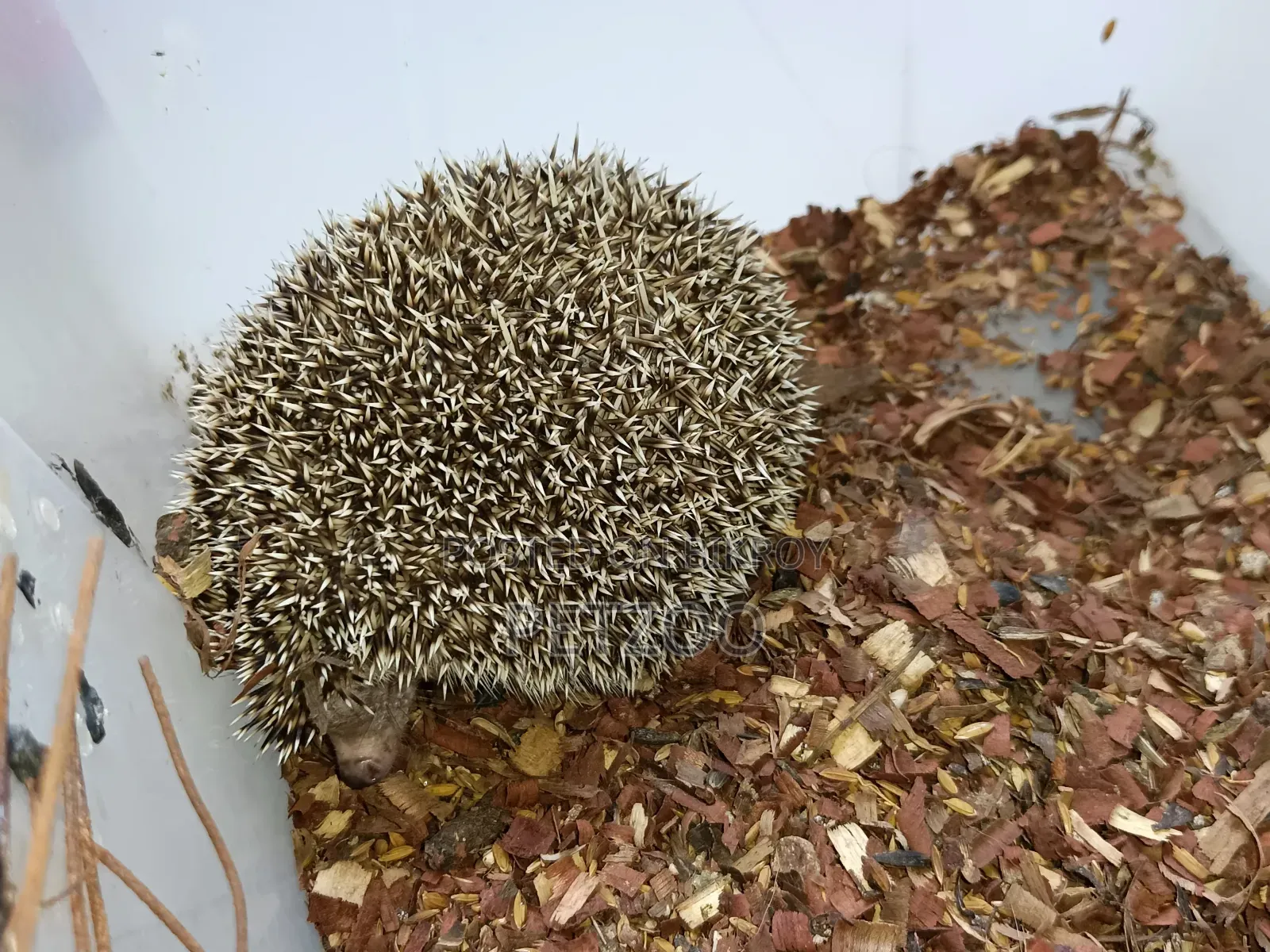 Healthy Adult Hedgehog Hamsters Pair Available