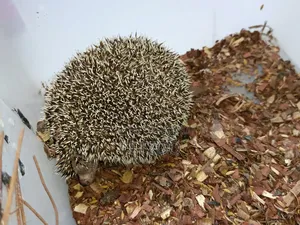 Healthy Adult Hedgehog Hamsters Pair Available