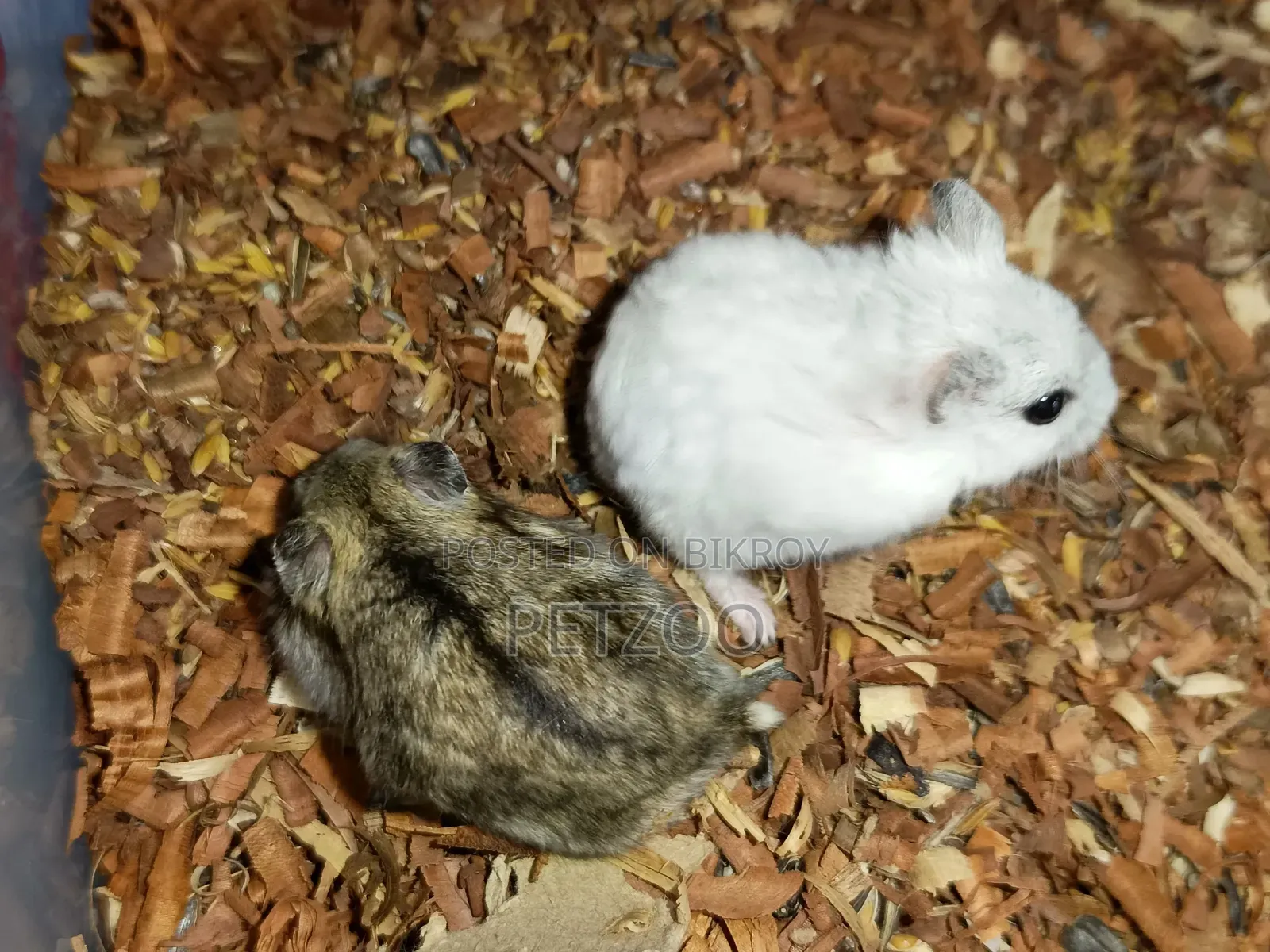 Healthy Adult Hedgehog Hamsters Pair Available