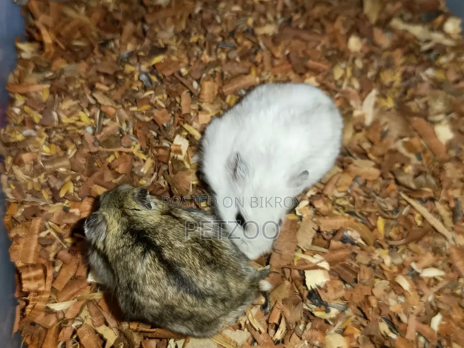 Healthy Adult Hedgehog Hamsters Pair Available