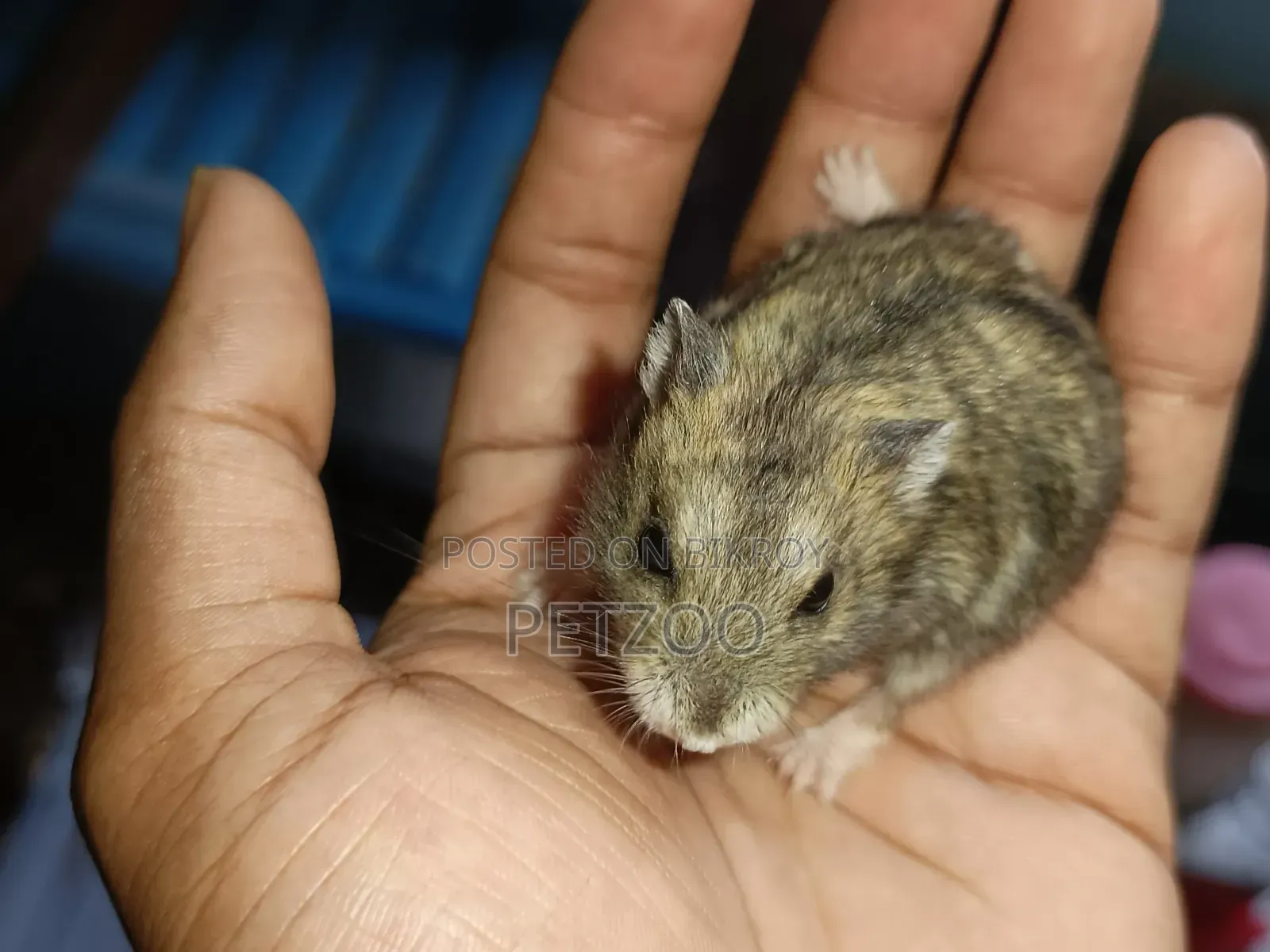 Healthy Adult Hedgehog Hamsters Pair Available