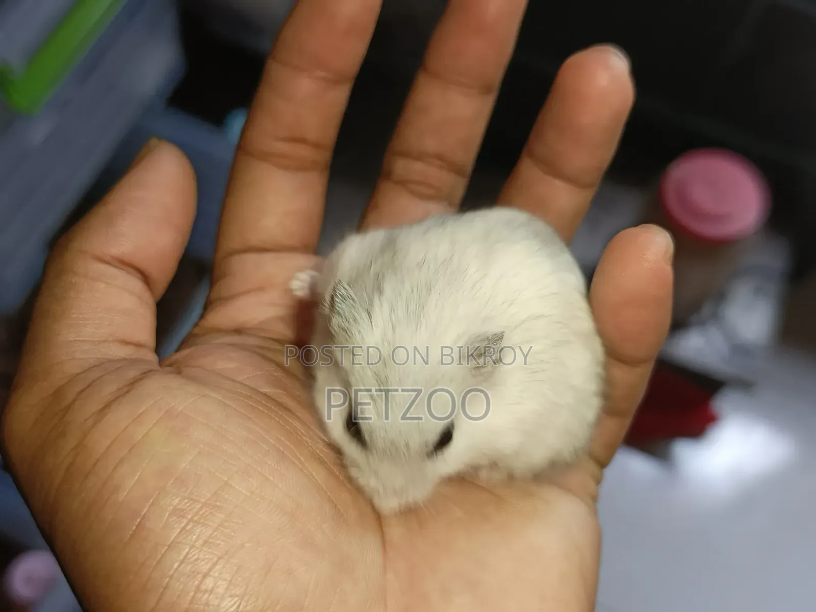 Healthy Adult Hedgehog Hamsters Pair Available